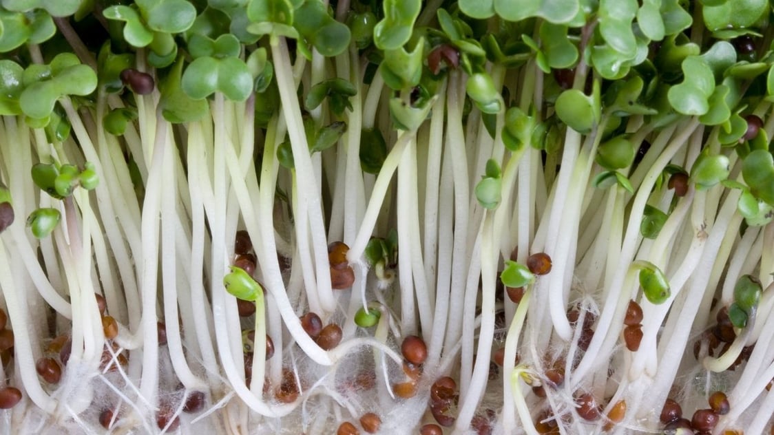 Broccoli Sprouts How This CancerFighting Food Promotes Longevity